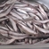 European smelt