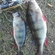 Eurasian perch