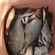 Carp bream