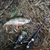 Eurasian perch
