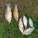 Prussian carp