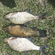 Carp bream