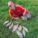 Carp bream