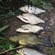 Silver Bream