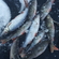 Eurasian perch