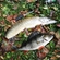 Eurasian perch