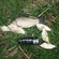 Prussian carp