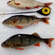 Eurasian perch