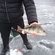 Eurasian perch