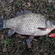 Prussian carp