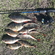 Eurasian perch