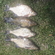 Carp bream