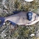 Carp bream