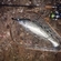 Pike perch