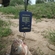Carp bream