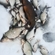 Carp bream