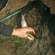 Wels catfish