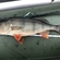 Eurasian perch