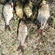 Carp bream