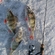 Eurasian perch