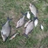 Carp bream