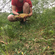 Tench