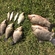 Prussian carp