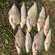 Carp bream