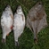 European plaice