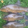 Tench