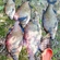 Carp bream