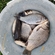 Prussian carp
