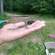 Spined loach