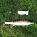 Pike perch