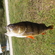Eurasian perch