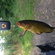 Tench