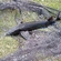 Russian sturgeon