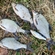 Carp bream