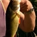 Eurasian perch