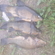 Tench