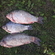 Prussian carp