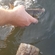 Tench