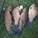 Tench