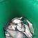 Silver Bream