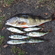 Eurasian perch