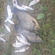Crucian carp