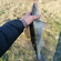 Pike perch