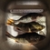 Eurasian perch