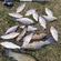 Prussian carp