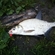 Carp bream